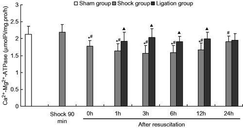 Figure 5. Effect of mesenteric lymph duct ligation on the Ca2+–Mg2+–ATPase activity in the renal tissue of hemorrhagic shock rats (mean ± SD, n = 6). *p < 0.05 versus the sham group; #p < 0.05 versus the shock at 90 min; ▴p < 0.05 versus the shock group at same time points.
