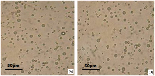 Figure 1. Morphology of etoposide-loaded PLGA microspheres observed under the optical microscope: (A) before freeze-drying and (B) after freeze-drying.