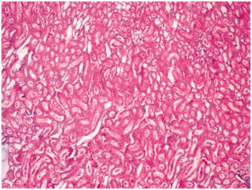 Figure 1. Control group. Kidney tissues were normal in control (×10).
