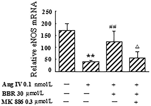 Figure 3. Effect of berberine (BBR) on eNOS mRNA expression in angiotensin IV (Ang IV)-stimulated VSMCs. The expression of eNOS mRNA was significantly decreased in Ang IV-induced VSMCs, which was counteracted by BBR at 30 μmol/L. MK 886 (0.3 μmol/L) could abolish the effect of BBR. Results are represented by mean ± SEM, n = 4. **p < 0.01 vs control group; ##p < 0.01 vs Ang IV group; △p < 0.05 vs Ang IV + BBR group. ‘+’ or ‘−’: treatment with or without relevant reagent.