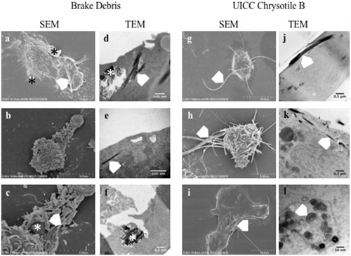 Figure 6. Electron micrographs of differentiated THP-1 macrophages incubated with brake debris (a–f) or UICC chrysotile B asbestos (g–l). The asterisk (*) indicates particulate brake debris while the white chevron indicates chrysotile fibers or fragments.