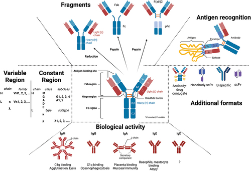 Figure 1. Structure, functions, and format of therapeutic antibodies (created with Biorender.com).