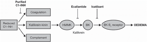 Figure 1. Simplified schematic of the biological cascades, regulated by C1-INH, which lead to oedema, indicating which stage each treatment option targets (Citation13). Adapted by permission from Macmillan Publishers Ltd: Zuraw et al. Nat Rev Drug Discov 2010;9(3):189–190, copyright 2010. Abbreviations: C1-INH = C1-inhibitor; HMMK = high-molecular mass kininogen; BK = bradykinin.