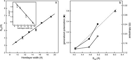 Figure 2.  (a) γ-M4-Trp6 insertion depth (SHF) as a function of hemilayer width. From left to right the points correspond to the experimentally measured position of γM4-Trp6 peptide reconstituted in DLPC, DMPC at 37°C, DPPC at 52°C, DOPC, DMPC at 12°C, and DPPC at 30°C. Inset: Q-ratio* values as a function of hemilayer width. Each point corresponds to the average±SD of at least four independent determinations. (b) Laurdan GP (♦, ▪, •, ▴) and anisotropy (⋄, □, ○, ▵) as a function of the depth of insertion of Trp6 (SHF) in liposomes of DMPC with different amounts of Chol. From left to right: 0% (♦, ⋄), 15% (▪,□) and 30% (•,○) Chol in DMPC liposomes. Experiments were carried out at 37°C to ensure that DMPC was in the liquid-crystalline phase. The same parameters are presented for DMPC without Chol at 11°C (gel phase, ▴, ▵) for comparison (SHF=6.04).