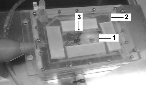 Figure 2. Membrane coupled system. Both single and split focus transducers were housed in a sealed chamber of degassed water. Planar phantoms (3) were placed on the membrane (2) and held at the focal distance of both transducers (1).