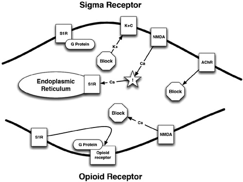 Figure 5. A schematic representation of the opioid receptor and σ1Rs. NMDA – N-methyl-d-aspartate receptor; K+C – potassium channel; ! – increased concentration; AChR – acetylcholine receptor; S1R – σ1R; Ca2+ – calcium; K+ – potassium.