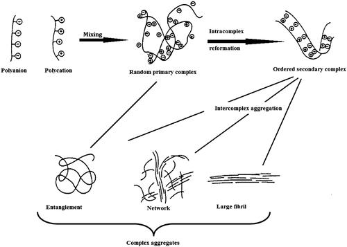 Figure 1. Schematic representation of the aggregation of PECs. Figure depicts the process of PEC formation with three major steps involved, namely Primary complex formation; new bond formation process within intracomplexes; intercomplex aggregation process (modified after Tsuchida 1994).