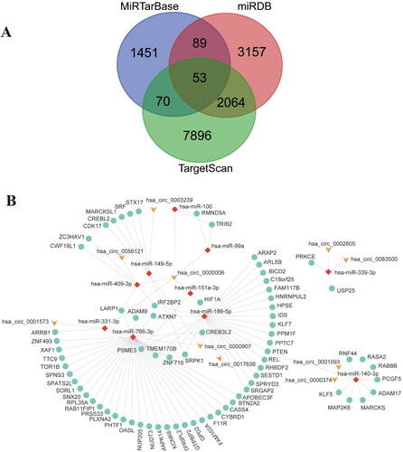 Figure 2. Prediction, construction and analyzation of miRNA-mRNA network. (A) Intersection of target mRNA predicted by miRDB, miR-TarBase and TargetScan databases (B) The cirRNA-miRNA-mRNA ceRNA network; (C) The top 10 hub genes of the ceRNA network.