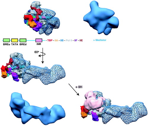 Figure 10. A structural model of the human PIC. The cryo-EM structure of human pol II, TBP, TFIIA, TFIIB, TFIIE and TFIIF bound to promoter DNA (closed complex (He et al., Citation2013)) was docked into the cryo-EM map of human Mediator–pol II–TFIIF (Bernecky et al., Citation2011). In the docked structures, the Mediator-pol II-TFIIF cryo-EM map is shown in blue mesh, whereas the color-coding for the other PIC factors is indicated. For reference, the same orientation of the Mediator–pol II–TFIIF structure alone is shown in solid blue. Addition of TFIIH (pink) to the model blocks details of the structure, therefore, we show the model with and without TFIIH (below). The view without TFIIH also indicates an open region for its assembly into the PIC. Note that some structural reorganization occurs within the PIC upon TFIIH binding (He et al., Citation2013). To generate the model, the docked pol II crystal structure was used as a reference to align both cryo-EM maps in Chimera. (see colour version of this figure online at www.informahealthcare.com/bmgwww.informahealthcare.com/bmg).