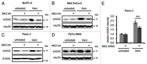 Figure 1. Effect of MK2 inhibition and depletion on gemcitabine-induced H2AX phosphorylation in pancreatic cancer cell lines. BxPC-3 (A), MIA PaCa-2 (B), Panc-1 (C), and PaTu 8902 cells (D) were treated with 100 nM gemcitabine and MK2 inhibitor or DMSO for 24 h. H2AX phosphorylation was analyzed by immunoblot. (E) Panc-1 cells were depleted of MK2 by siRNA-mediated knockdown. Forty-eight hours later, the cells were treated with 300 nM gemcitabine for 22 h or left untreated. The cells were fixed and stained for immunofluorescence analysis, and γH2AX fluorescence intensity was quantified. Mean ± SD from 3 technical replicates. (**P = 0.009).