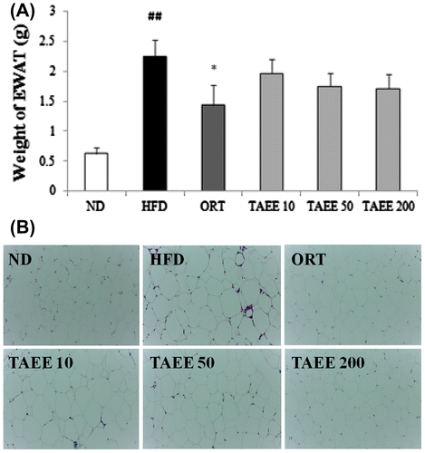 Fig. 1. Effects of TAEE on weight and histological changes in EWAT in HFD-induced obese mice.