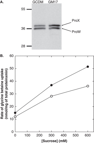Figure 2. In vivo glycine betaine uptake. Panel A: Expression levels of ProX and ProW in L. lactis Opu401 co-transformed with pNZcLICproVW and pAMP31-GGGSAGGGS-proX and grown in GM17 and GCDM. Panel B: Rate of glycine betaine uptake as a function of sucrose concentration for GCDM- (•) and GM17-grown (○) cells of L. lactis expressing ProVW and ProX. L. lactis Opu401 cells, co-transformed with pNZcLICproVW and pAMP31-GGGSAGGGS -proX, were grown semi-aerobically at 30°C in GM17 and GCDM with 2.5 μg/ml chloroamphenicol plus 2.5 μg/ml erythromycin. Induction with 0.01% (v/v) nisinA was performed for 2 h, prior to harvesting of the cells for the transport assays. Uptake of [14C]glycine betaine (1 mM, final concentration) was assayed in 50 mM HEPES-methylglucamine pH 7.0 in the presence of 10 mM glucose plus 25 μg/ml chloroamphenicol and erythromycin; the final cell concentration in the assay buffer was 0.5 mg/ml. The initial rates of uptake were determined from the linear parts of the progress curves; measurements were done in duplicate. This Figure is reproduced in colour in Molecular Membrane Biology online.
