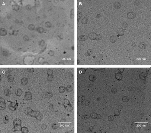 Figure 1 Transmission electron micrographs of flucytosine-loaded nanoliposomes: (A) represents F1 liposomes without targeting moiety, (B) represents F2, (C) represents F3, and (D) represents F4.