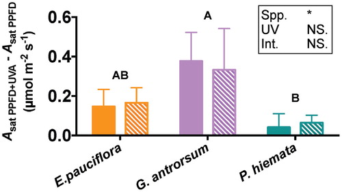 FIGURE 3. Effect of inclusion of UVA wavelengths on the light saturated photosynthetic rate (Asat) for E. pauciflora, G. antrorsum, and P. hiemata. Filled bars represent the full sunlight treatment; dashed bars represent the UV exclusion treatment. Values are means ± SEM (n = 15). Asterisks indicate significantly different means (* P < 0.05, ** P < 0.01, *** P < 0.001) between light treatments, within species; upper-case letters denote significantly different means between species identified by Fisher's LSD test (P < 0.05).