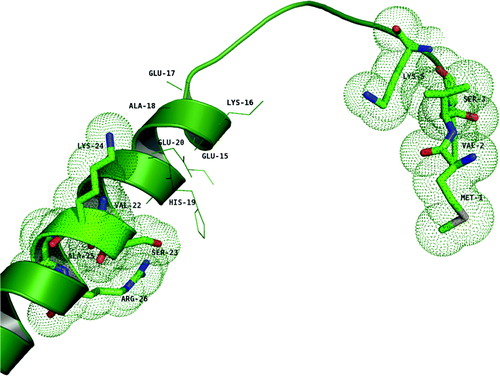 Figure 6.  The structure of the modeled segment G1–59 (green). The residues shown in stick representation encircled with dotted spheres are the ones that are shown to have binding (M1, V2, S3 and K5; V22, S23, K24, A25 and R26) with the E18–38 peptide. Residues shown in line representation are the ones proposed to be in the interacting region in the docked complex.