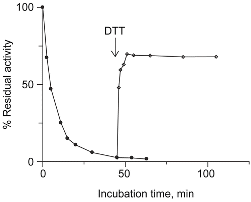 Figure 5.  Reactivation of DCNQ inactivated urease by DTT addition. Activity of urease inactivated by DCNQ (•) and after adding DTT (◊). Urease was inactivated by 12 μM DCNQ, in fiftieth minute of the incubation a small aliquot of DTT was added. DTT concentration in the system was equal to 125 μM.
