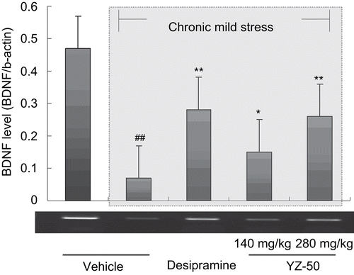 Figure 4.  Effects of YZ-50 on BDNF level of hippocampus of chronic mild stressed rats. Chronic treatment with YZ-50 (140 or 280 mg/kg) was given during 28 days chronic mild stress procedure. Data are expressed as means ± SD (n = 7). ##P <0.01 compared with unstressed control group; *P <0.05, **P <0.01 compared with vehicle + CMS group.