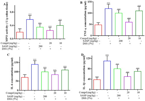 Figure 9. Compound E2 inhibits pro-inflammatory factor expression and MPO levels. (a) Detection of MPO activity in colon tissue. (b − d) ELISA determined the cytokine levels of TNF-α, IL-1β, and IL-6. Values are expressed as a mean ± SEM. ### P < 0.001 compared with the Normal group; *** P < 0.001 Compared with DSS treated group.