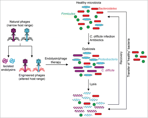 Figure 2. Proposed phage-assisted therapy for rCDI. Left: Natural phages frequently have narrow host rangesCitation11,26 that may be altered through genetic engineering.Citation27 Alternatively, isolated endolysins may be used.Citation28,29 Right: Bacteroidetes and Firmicutes predominate healthy gut microbiota.Citation11 C. difficile infection and antibiotic treatment causes detrimental Proteobacteria to expand.Citation11 Both C. difficile and Proteobacteria may be targeted by engineered phages and/or endolysins, allowing for the microbiota to return to the healthy state, further facilitated by transferring beneficial bacterial species such as F. prausnitzii.Citation17