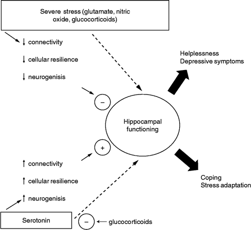 Figure 5 Severe stress, activating the NMDA/NO pathway, can impair normal hippocampal functioning, predisposing to helplessness and depressive symptoms. Conversely, serotonin can counteract the stress-induced damage to the hippocampus, restoring normal functioning and allowing coping and stress adaptation. These effects are probably mediated by 5-HT1A receptors. GCs have a permissive role in NMDA damaging effects and at high levels, can impair 5-HT1A-mediated neurotransmission. Clinical studies using tryptophan depletion and results obtained with direct intra-hippocampal drug injections suggest that serotonin, glutamate and NO can also interfere with hippocampal function independently of cellular remodelling and neurogenesis.