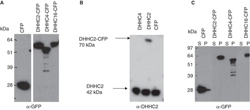 Figure 2. Tools for DHHC protein analysis and membrane association of DHHC proteins. (A) Expression vectors encoding full length DHHC2, 4 and 16 fused to CFP at their C-terminus and CFP alone, were transiently transfected into HEK293A cells. 24 h post transfection, the expression of the DHHC-CFP proteins and CFP were analyzed in total cell lysates by Western blotting using anti-GFP antibody. (B) Specificity of the anti-DHHC2 antibody. DHHC2 (both endogenous and exogenous CFP-fused) was analyzed by Western blotting in cell lysates from HEK293A cells transiently transfected for 24 h with DHHC2-CFP, DHHC4-CFP and CFP. The anti-DHHC2 antibody recognizes endogenous DHHC2 in all lanes and DHHC2-CFP without cross-reactivity to DHHC4. (C) Distribution of DHHC-CFPs and CFP alone between the P100 particulate membrane fraction and the S100 soluble cytosolic fraction of HEK293A cells transiently transfected for 24 h as detected by Western blotting using an anti-GFP antibody.
