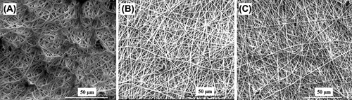Figure 8. Calcium oxalate deposition on (A) non-modified, (B) EDA-modified and (C) PEG-modified nanofibrillar PHB scaffolds after 7 days of treatment.