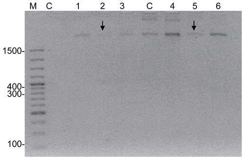 Figure 3.  DNA profiles of AMI, DAU and AMI+DAU treatment groups in HeLa cells for 24 and 48 h (M, Marker; C, Control; 1, AMI; 2, DAU (↓) and 3, AMI+DAU for 24 h; C, Control; 4, AMI; 5, DAU (↓) and 6, AMI+DAU for 48 h).