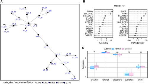 Figure 3. Machine learning methods identify key genes: (A) Co-expression network of DEGs, where each node represents a module, with larger nodes indicating more genes. (B) Display of feature genes using the Random Forest algorithm. (C) Validation of expression patterns based on the external dataset GSE67940.
