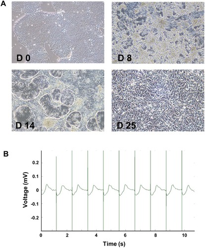 Figure 2 Differentiation and identification of hiPSC-CMs. Representative morphological images of hiPSCs after differentiation at day 0, 8, 14, and 25 (A, 10x). Stable beat of cardiomyocytes was confirmed by MEA (B).