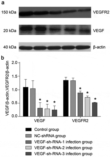 Figure 4. Protein expression levels of VEGF and VEGFR2 in the epididymis of rats after transfection with VEGF-shRNA. (a) The protein expression of VEGF and VEGFR was measured by Western blot. (b) Quantification analysis of the protein expression based on immunoblotting results. Data are shown as the mean ± SD (n = 3) and were analyzed by one-way analysis of variance (ANOVA). *P < 0.05 vs. control group. VEGF, Vascular endothelial growth factor; VEGFR2, VEGF receptor 2