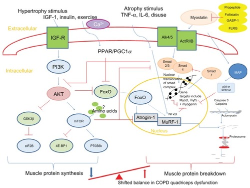 Figure 2 Summary of pathways controlling muscle protein synthesis (MPS) and muscle protein breakdown (MPB). The role of myostatin in MPS and MPB has also been included. Myostatin is held in an inactive state by its pro-peptide, follistatin, and inhibitory binding proteins – growth and differentiation factor-associated serum protein-1 (GASP-1) and follistatin-like related gene, (FLRG) as shown. Upon activation, it binds to its transmembrane receptor activin receptor type IIB (ActRIIB), which then forms homodimers with activin receptor-like kinase 4 or 5 (Alk 4/5). The SMAD signaling pathway is then activated and translocation of this transcription factor complex to the nucleus occurs, where MyoD production and therefore myoblast proliferation and fusion are blocked. Myostatin is also proposed to increase proteosomal activity in a FoxO-dependent manner. Activation of MAP kinase is mediated via myostatin either via p38 or ERK1/2, which leads to the blocking of genes involved in myogenesis.