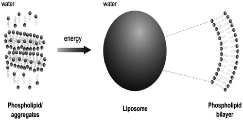 Figure 2. A simple depiction of forming of liposomes.