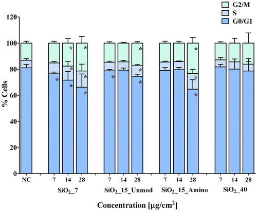Figure 3. Cell cycle distribution of RLE-6TN cells. Percentage of cells in different phases after exposure for 24 h to the four aSiO2 NM variants tested (SiO2_7, SiO2_15_Unmod; SiO2_15_Amino, and SiO2_40). Values are expressed as mean ± standard deviation of three independent experiments, each performed in triplicate. Data were analyzed by one-way ANOVA followed by Dunnett’s post hoc test. *p < 0.05 vs. negative control (NC).