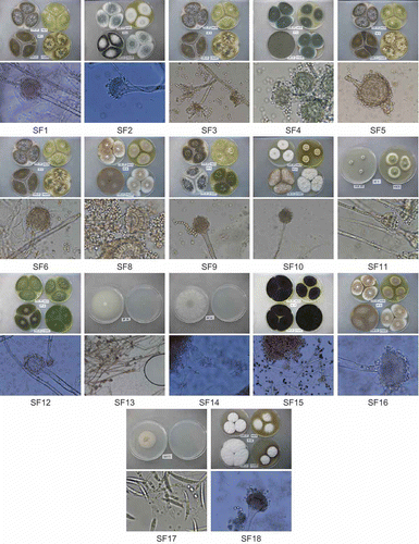 Figure 1. Macromorphology images for each isolate using various media (top image), with corresponding micromorphology based on 40× magnification (bottom image). Images are shown in numerical order from SF1 (top left) to SF18 (bottom right).