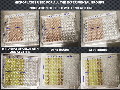 Figure 3. 96-Well microplates used for cytotoxicity with all the experimental groups.