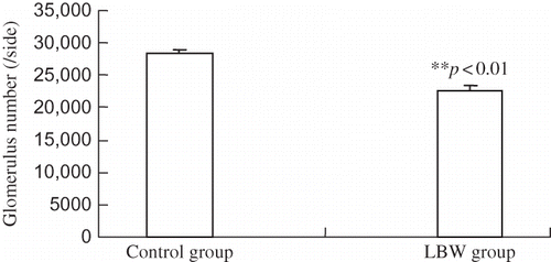 Figure 1. Comparison of the glomerular number between two groups at 2 months.Notes: Bars represent the total glomerular number of the right kidney (mean ± SD) determined by acid digestion. Analyses of means were by Student’s t-test.**p < 0.01 compared with control group.