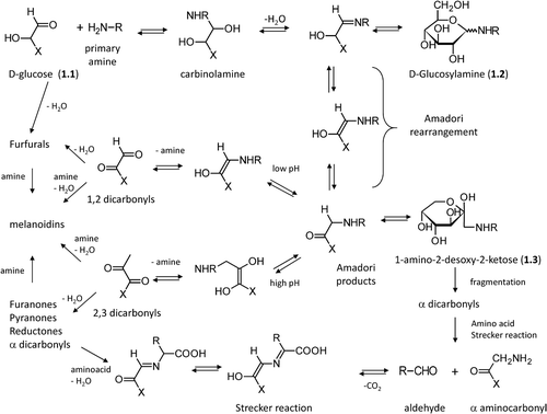 Figure 1. Major steps in the Maillard reaction of reducing sugars following the well-known Hodge scheme.