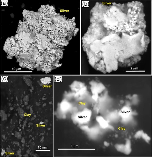 Figure 9. Backscatter electron images of super-fine authigenic silver from the settling pond sediment. (a, b) Free particles formed from highly irregular micron scale intergrowths. (c,d) Particles intimately intergrown with clay.