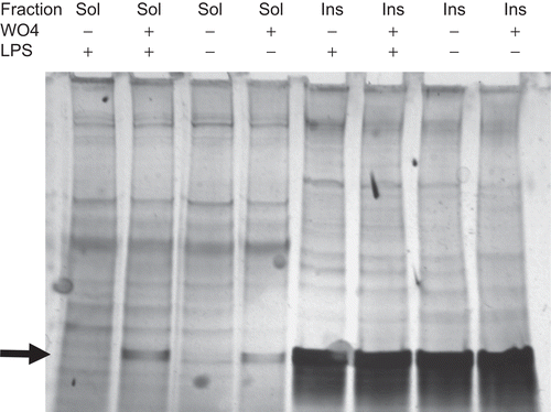 Figure 5.  Silver stain of PBL soluble and insoluble fractions after treatment with tungstate. Soluble (non-DRM) and insoluble (DRM) fractions were prepared from PBL treated with tungstate for 72 h. Soluble and insoluble fractions were loaded at 12.5 and 6 µg protein per lane, respectively. Protein bands were visualized by silver staining.