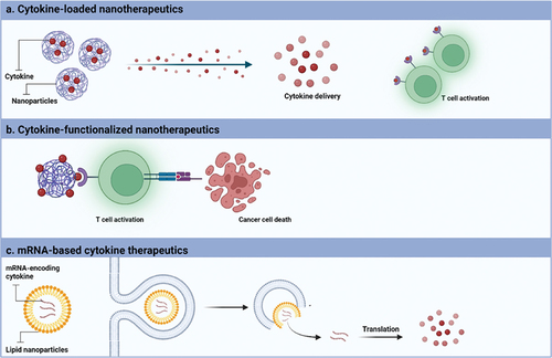 Figure 1. Categories of cytokine-based nanotherapeutics for brain cancer treatment. (a) Cytokines are loaded into nanoparticles to allow a controlled release of cytokine in the targeted tissue allowing the T cell activation and consequent, cancer cell death. (b) Cytokine-functionalized nanotherapeutics allow the interaction with immune cells via cytokine receptors inducing the cancer cell death. (c) mRNA-based cytokine therapeutics are formulated to allow the intracellular delivery of mRNA-encoding cytokine and allow the cytokine translation into the cytoplasm and consequent increase of cytokine expression. Created with BioRender.com.