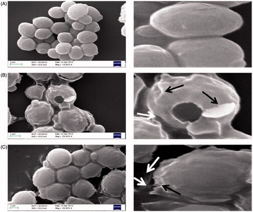 Figure 3. Scanning electron micrographs of C. albicans ATCC 90028 untreated control cells (A) treated with mint EO (B) and treated with carvone (C). Black arrow indicates damage and wrinkling of cell surface, white arrow indicates leakage of the cellular content.