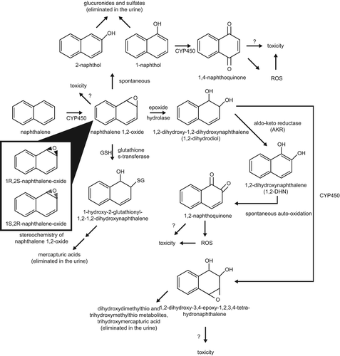 Figure 2. Proposed scheme for naphthalene metabolism and reactive metabolites (adapted from CitationATSDR 2005). CYP450 = Cytochrome P450 Enzyme(s); GSH = Reduced Glutathione; SG = Glutathione.