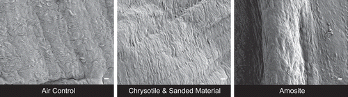 Figure 16.  images of the diaphragm surface at 0 days immediately after cessation of exposure for the air control, the chrysotile fibers and sanded joint compound particles group, and the amosite group. At this time point there is no distinction among the diaphragms from the three groups. The micron bar in the lower right corner is 10 µm in length.