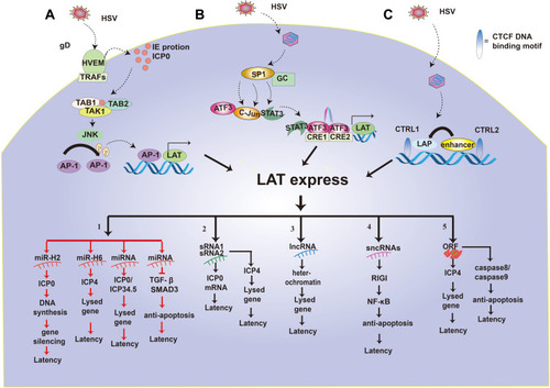 Figure 3 Regulation of LAT expression and function of LAT. (A–C) highlight the pathways that promote the transcriptional expression of LATs. 1–5 shows the five functional mechanisms of LAT latency. 1. LAT miR-H2 can inhibit ICP0 protein so that viral DNA cannot be synthesized, causing the silencing of the lysed gene and HSV latency. LAT miRNA-H6 inhibit the expression of ICP4 and lysed genes. LAT miRNA blocks ICP0/ICP34.5 production and reduces viral DNA synthesis, which in turn inhibits the expression of the lysed gene and renders the virus latent. LAT miRNA can also achieve viral latency by targeting transformed growth factor (TGF)-β and SMAD3 in the TGF-β pathway to resist apoptosis. 2. LAT sRNA1 and sRNA2 can inhibit ICP0 mRNA expression by partial base complementation to maintain latency. LAT sRNA2 can also inhibit the expression of ICP4 and lysed genes to help establish and maintain virus latency. 3. LAT lncRNA can induce facultative heterochromatin to promote lytic gene silencing during latency. 4. LAT sncRNA collaborates with RIG-I to stimulate NF-kB dependent transcription for anti-apoptosis and latency. 5. LAT ORFs inhibit ICP4 and then down-regulates lysed genes to make the virus latent. At the same time, LAT ORFs inhibit caspase 8 or caspase 9 for anti-apoptosis and latency.