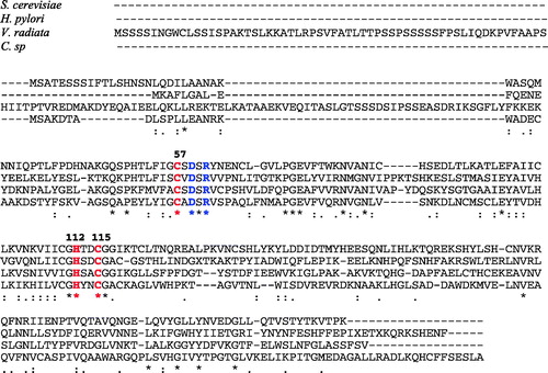 Figure 1. Alignment of the amino acid sequences of selected β-CAs from four species. The S. cerevisiae numbering system was used. Zinc ligands (amino acids: 57, 112 and 115) are indicated in red whereas the catalytic dyad (amino acids 59 and 61) typical of β-CAs in blue. The asterisk (*) indicates identity at a position; the symbol (:) designates conserved substitutions, while (·) indicates semi-conserved substitutions. Multiple alignment was performed with the program Clustal W, version 2.1 (http://www.ebi.ac.uk/services/proteins). Sequence accession numbers are indicated in Figure 2.
