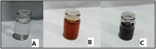 Figure 1. AgNP synthesis using A. herba-alba plant extract, (A) AgNO3 alone, (B) A. herba-alba plant extract and (C) A. herba-alba plant extract with AgNO3. The color of the AgNO3 solution turned from colorless to darkish brown, indicating Ar-AgNP formation.