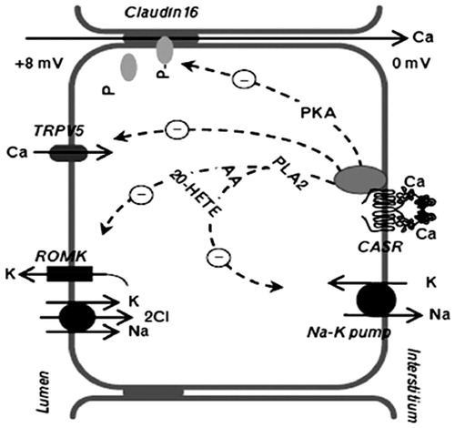 Figure 2. CaSR activities in a cell model from the thick ascending limb (TAL). Notes: CaSR decreases paracellular calcium reabsorption by inhibition of renal outer medullary potassium channel (ROMK)-mediated potassium recycling to the lumen that supports the luminal positive electric gradient. This gradient is the driving force for the passive paracellular calcium reabsorption in the TAL. AA, arachidonic acid; 20-HETE, 20-hydroxyeicosatetraenoic acid; PKA, protein kinase A; PLA2, phospholipase A2.