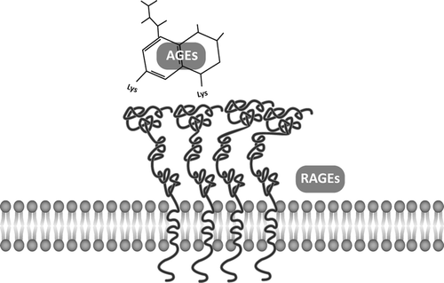 Figure 1. AGE–RAGE interaction. The transmembrane receptor RAGE oligomerizes to interact with AGEs and other ligands.