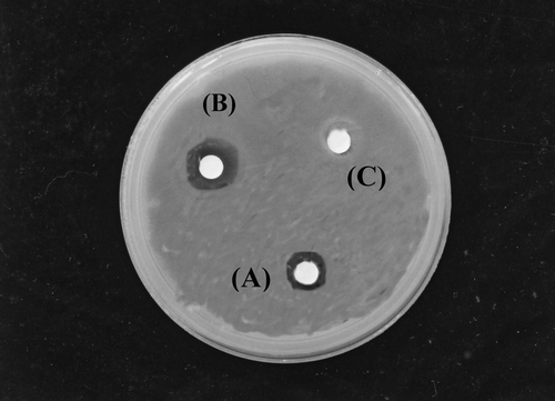 Figure 1 Agar plate showing inhibitory zones: (A) crude extract (100 mg/mL), (B) miconazole nitrate (30 μ g/ mL), and (C) 10% DMSO (v/v).