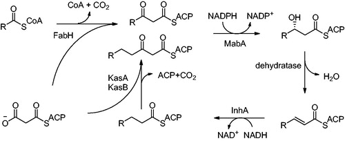 Figure 2. FAS II pathway; FabH: β-ketoacyl-ACP synthase; MabA: 3-ketoacyl-ACP reductase; InhA: Enoyl-ACP-reductase and KasA, KasB: β-ketoacyl-ACP synthase. KasA is specific for shorter chain substrates, KasB utitlizes longer chain substrates.